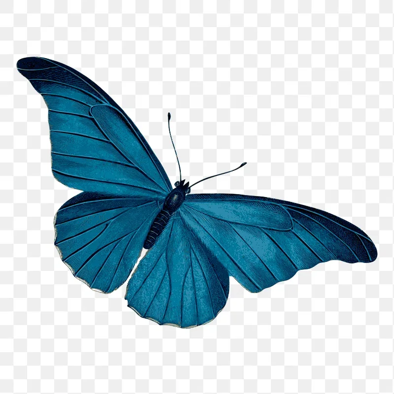 Illustration of a blue butterfly with detailed wings.
